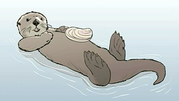 370x208 Sea Otter Anatomy Ocean Today - Drawing Of A Sea Otter