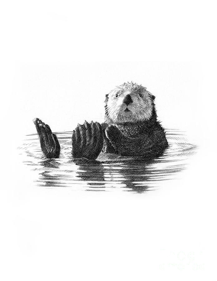 695x900 Sea Otter Drawing - Drawing Of A Sea Otter