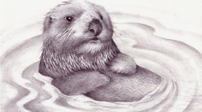 673x374 Sea Otter - Drawing Of A Sea Otter