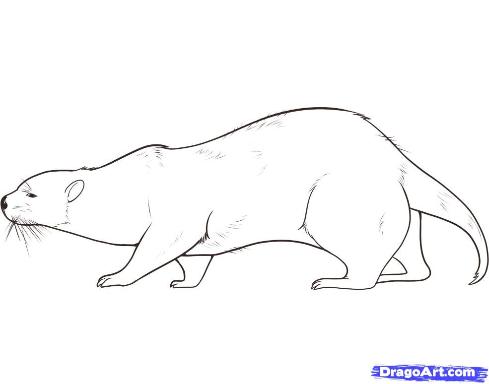 985x774 Draw An Otter, Draw A Sea Otter, Step - Drawing Of A Sea Otter