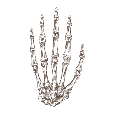 Drawing Of A Skeleton Hand at PaintingValley.com | Explore collection ...