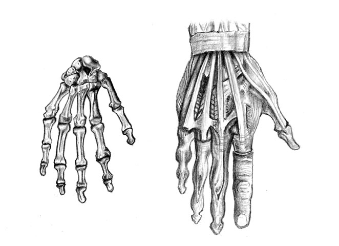 Рисунок кисти руки анатомия