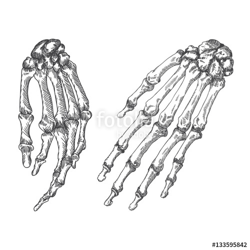 500x500 Human Bones Skeleton Hand Wrists Drawing Vector Illustration - Drawing Of A Skeleton Hand