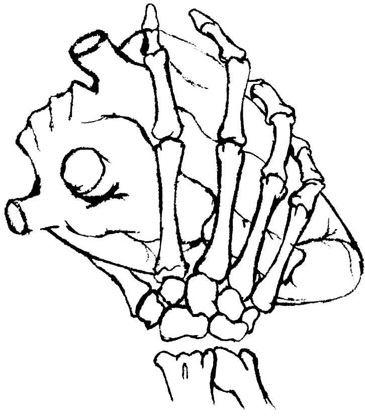 726x830 Drawn Skeleton Line - Drawing Of A Skeleton Hand