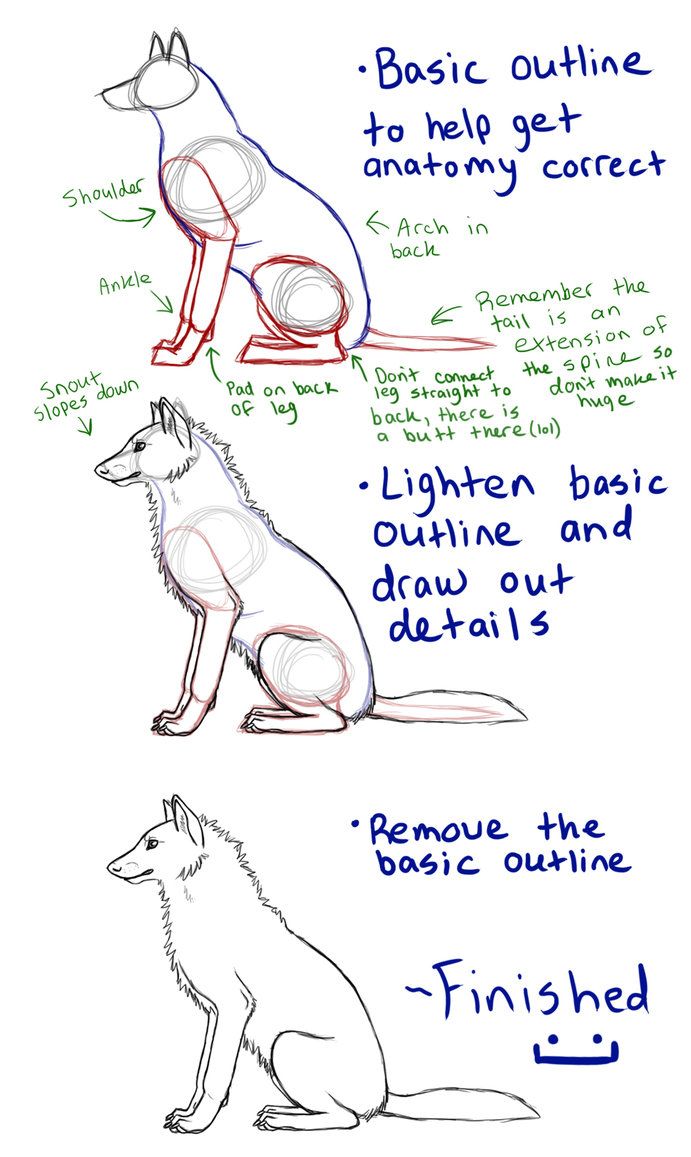 691x1157 Sitting Wolf Tutorial - Drawing Of A Wolf Sitting