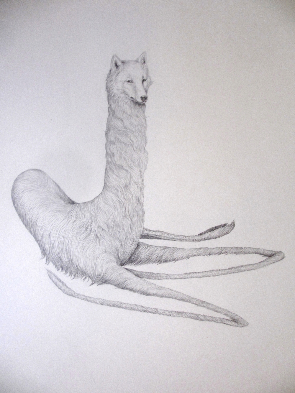 1000x1333 Sitting Wolf Meryl Smith - Drawing Of A Wolf Sitting