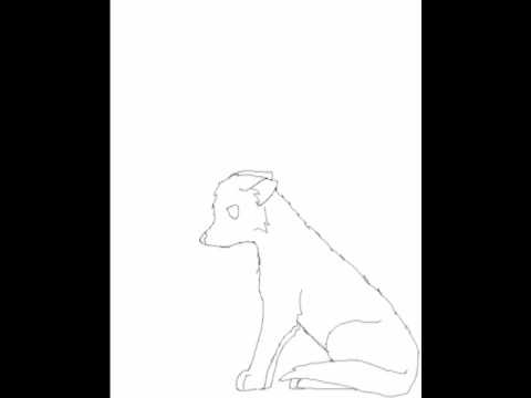 480x360 To Draw A Wolf Sitting Down - Drawing Of A Wolf Sitting