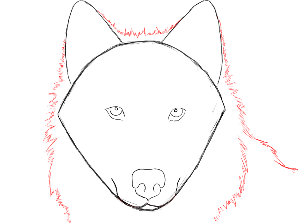 1024x768 How To Draw A Wolf Step - Drawing Of A Wolf Sitting