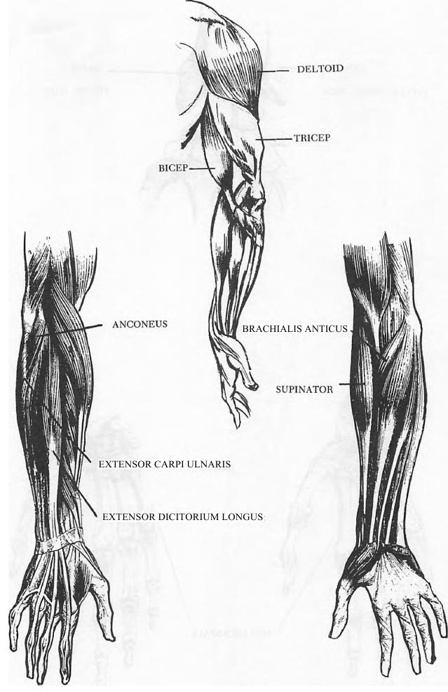 639x986 drawing human arms and hands how to draw the arms and hands - Drawing Of An Arm