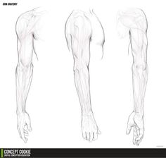 236x224 How To Draw Muscles, Step - Drawing Of An Arm