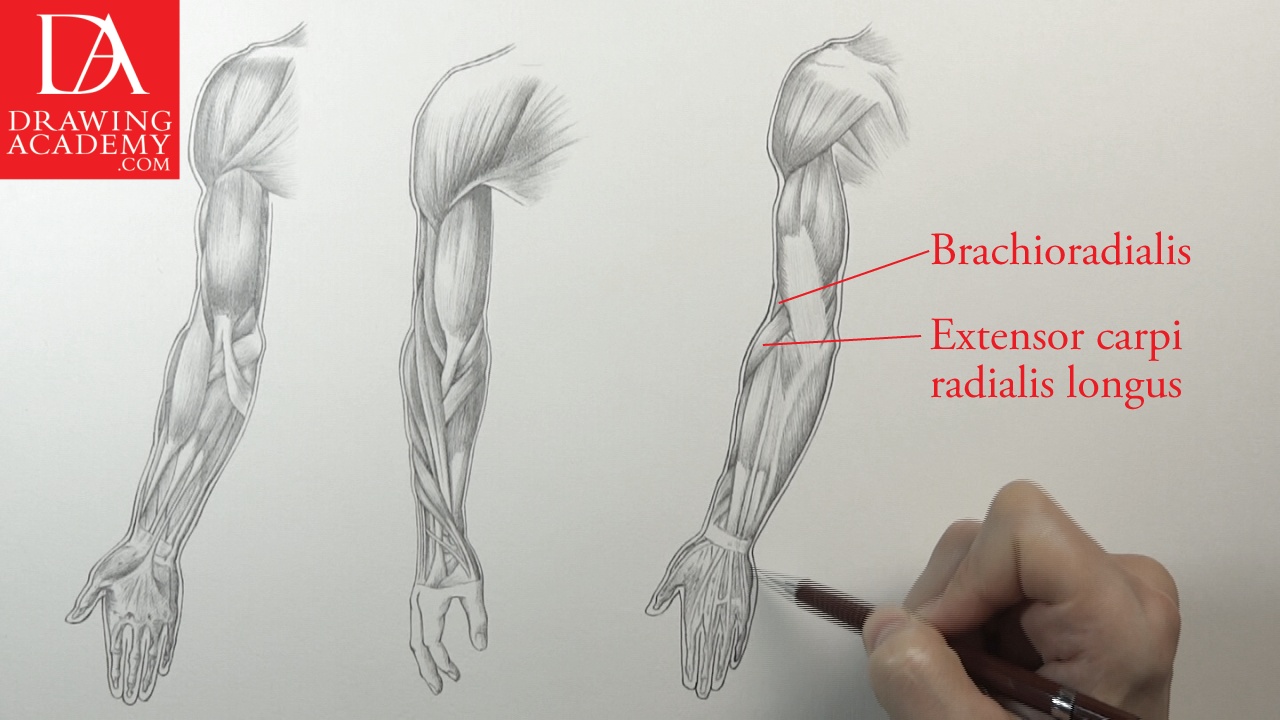 1280x720 Muscles Of An Arm - Drawing Of An Arm