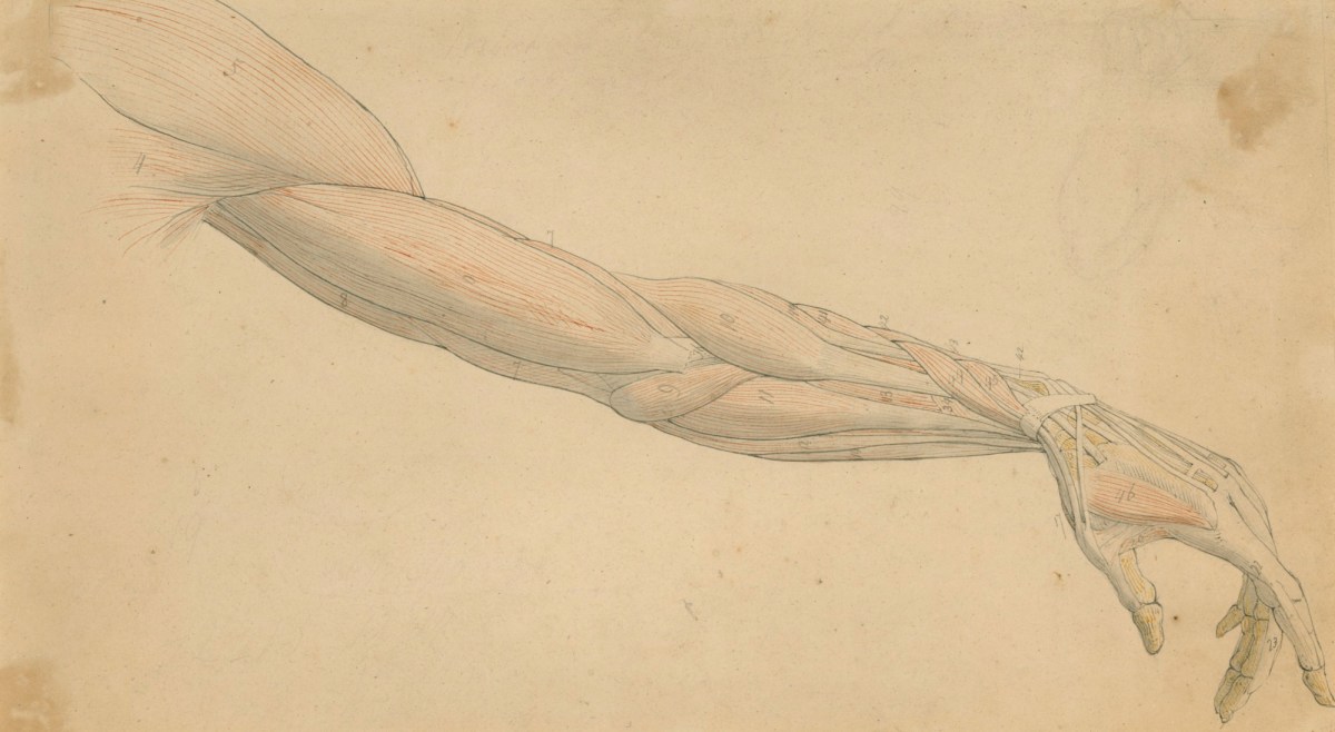 1200x658 anatomical drawing of an outstretched arm works of art ra - Drawing Of An Arm