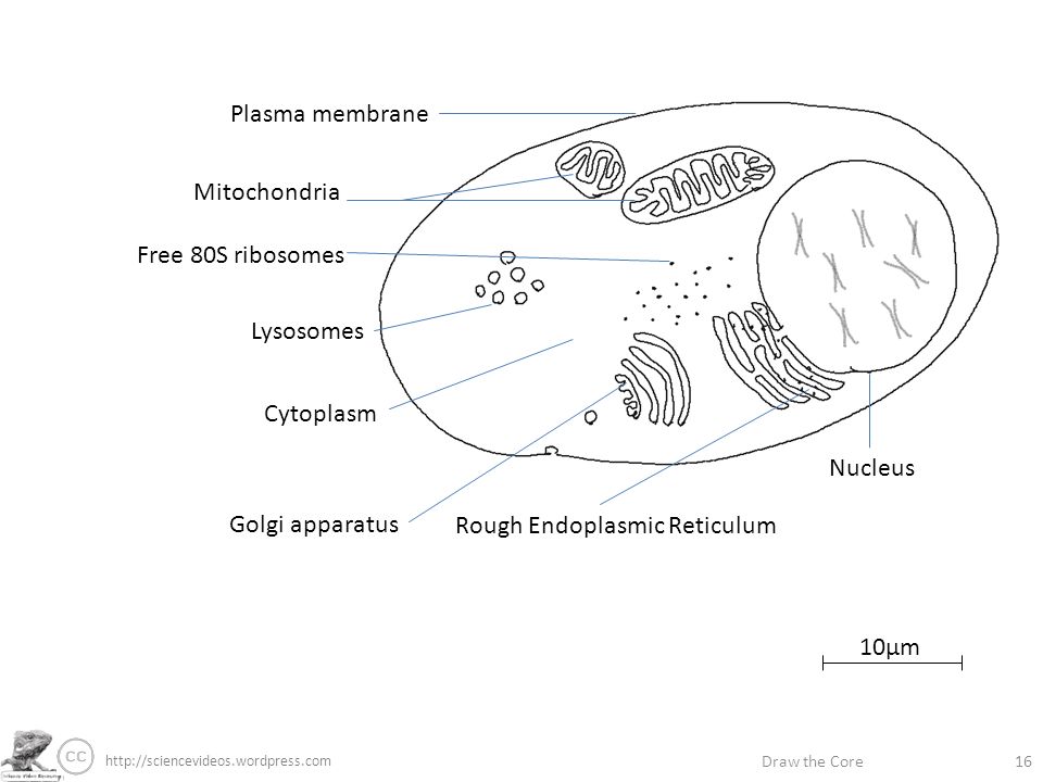 Drawing Of Cytoplasm at Explore collection of