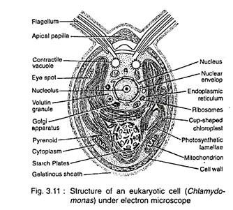 334x301 cell structures in algae - Drawing Of Cytoplasm