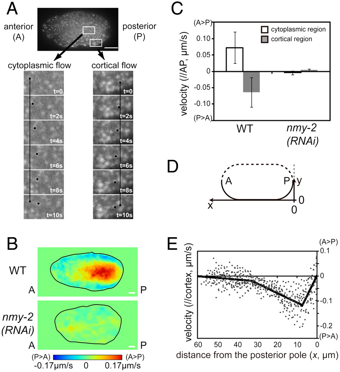 1169x1280 Hydrodynamic Property Of The Cytoplasm Is Sufficient To Mediate - Drawing Of Cytoplasm