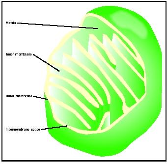 340x334 Mitochondrion - Drawing Of Cytoplasm