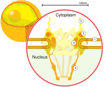 350x291 Nuclear Pore - Drawing Of Cytoplasm