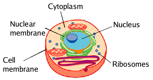 492x259 Ribosomes - Drawing Of Cytoplasm