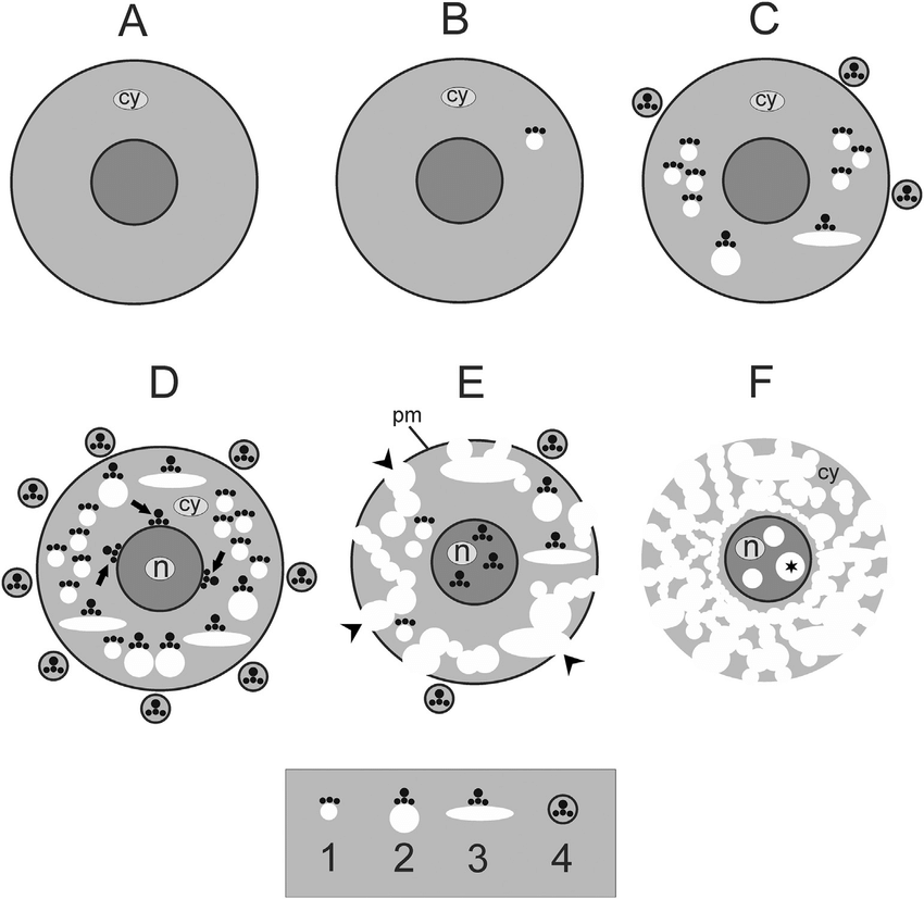 850x827 Schematic Drawing Of Eac Necrosis H, The Cells Lack Any - Drawing Of Cytoplasm