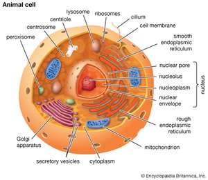 300x261 Eukaryote Definition, Structure, Facts - Drawing Of Cytoplasm