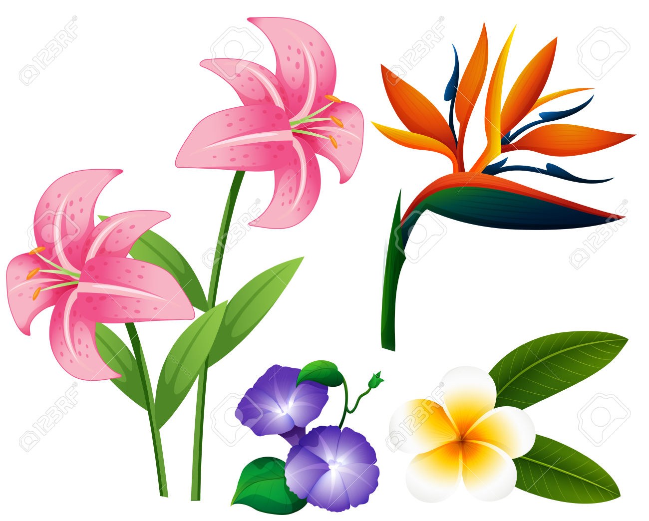 Drawing Of Different Types Of Flowers at Explore