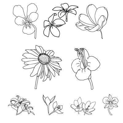 400x400 Floral Ornaments In Vector Format - Drawing Of Different Types Of Flowers
