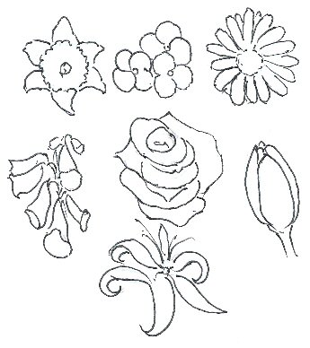 345x388 How To Draw Flowers - Drawing Of Different Types Of Flowers