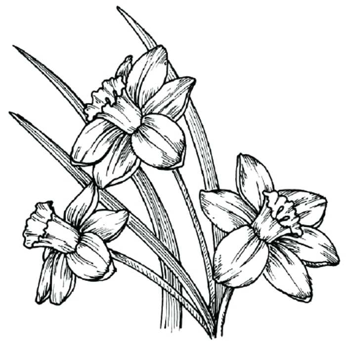 All Types Of Flowers Kobbicalutami Website - Drawing Of Different Types Of Flowers...