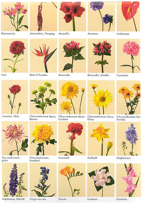 Drawing Of Different Types Of Flowers at PaintingValley.com | Explore ...