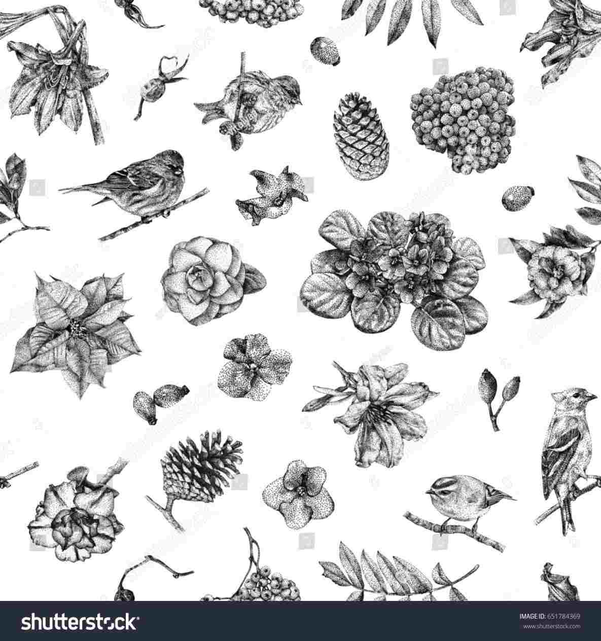 1185x1264 different drawing of different flowers types of flowers sketches - Drawing Of Different Types Of Flowers
