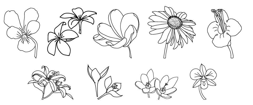 960x400 drawing different types of flowers art in drawings - Drawing Of Different Types Of Flowers