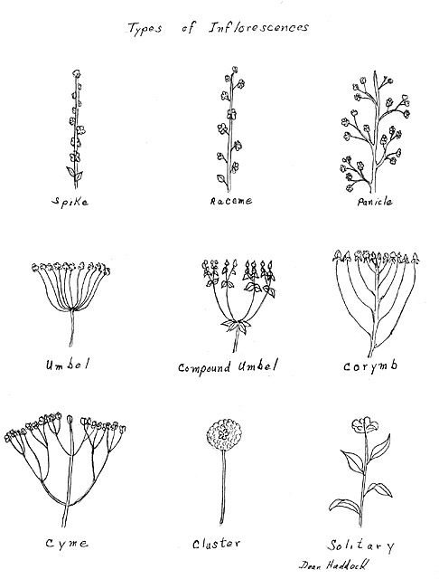 486x640 Flower Drawings Scientific Quilter - Drawing Of Different Types Of Flowers