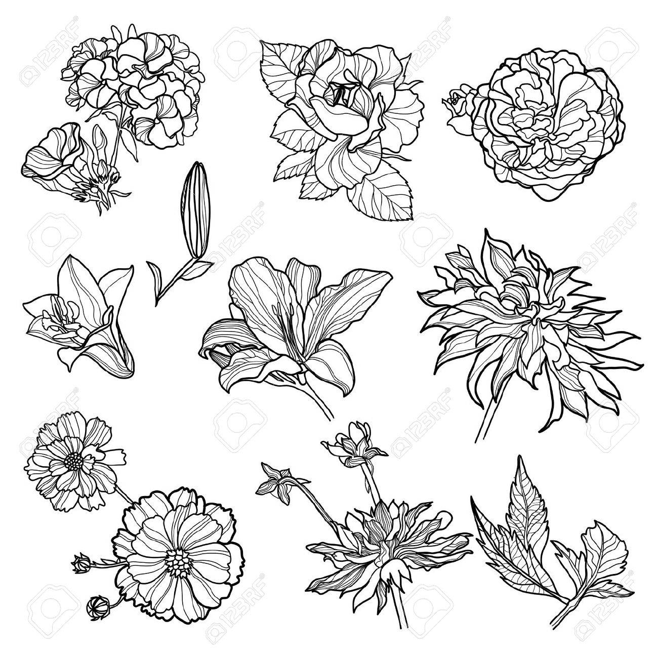 Drawing Of Different Types Of Flowers at Explore