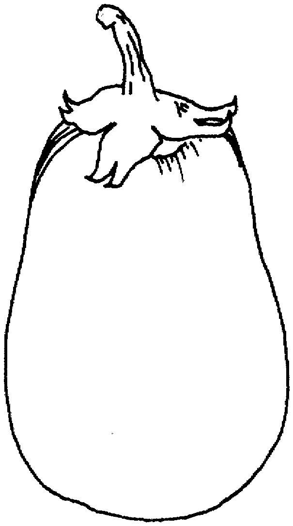 605x1084 Brinjal Drawing Eggplant Flower For Free Download - Drawing Of Eggplant