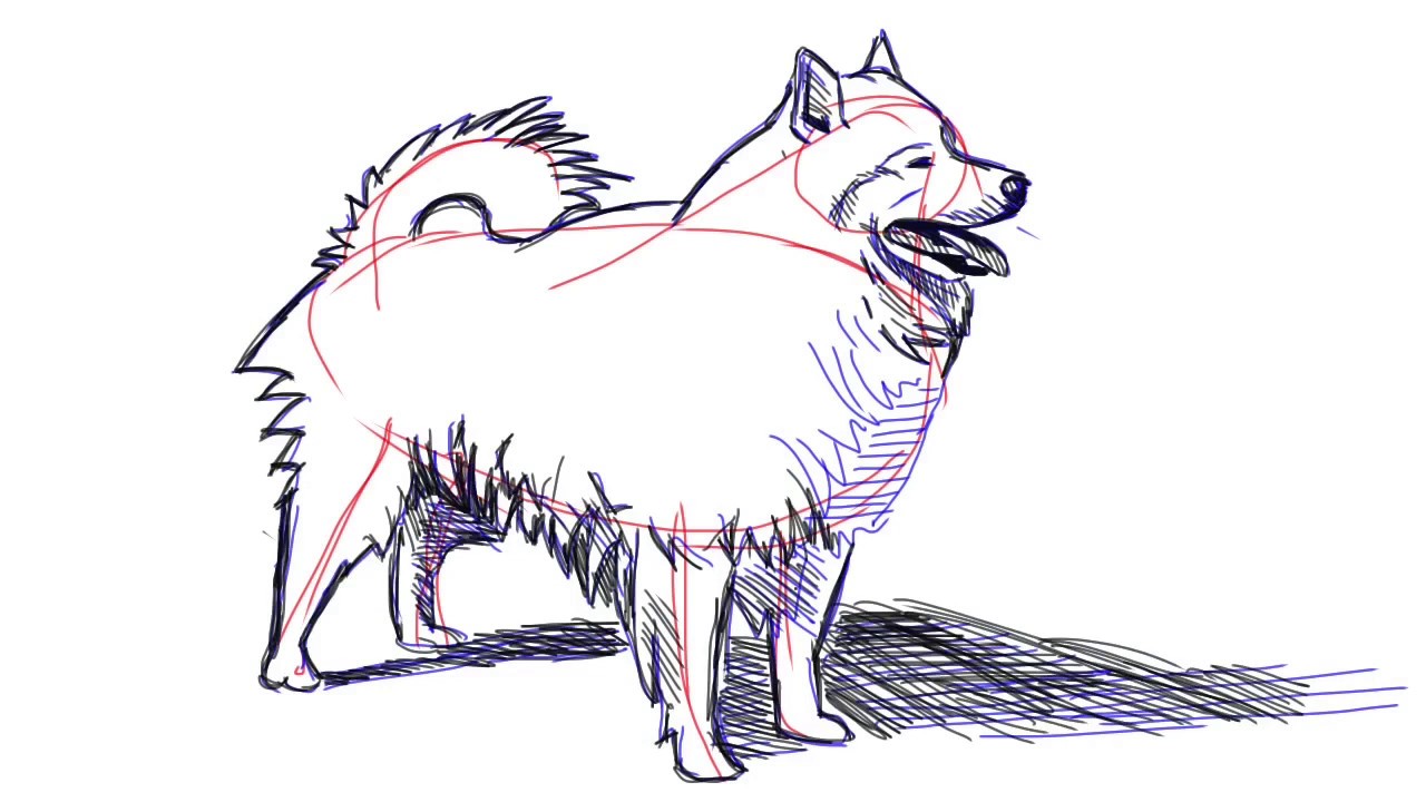 1280x720 How To Draw An American Eskimo Dog - Drawing Of Eskimo