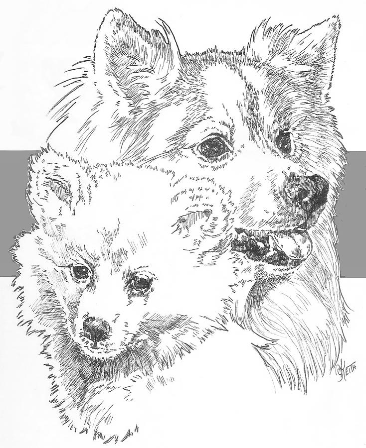 734x900 American Eskimo And Pup Drawing - Drawing Of Eskimo