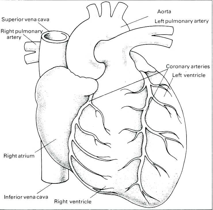 Drawing Of Heart With Labels at PaintingValley.com | Explore collection ...