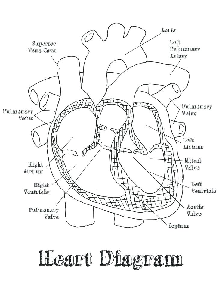 728x943 Diagram Of The Eye Heart Anatomy And Blood Flow Elementary Org - Drawing Of Heart With Labels