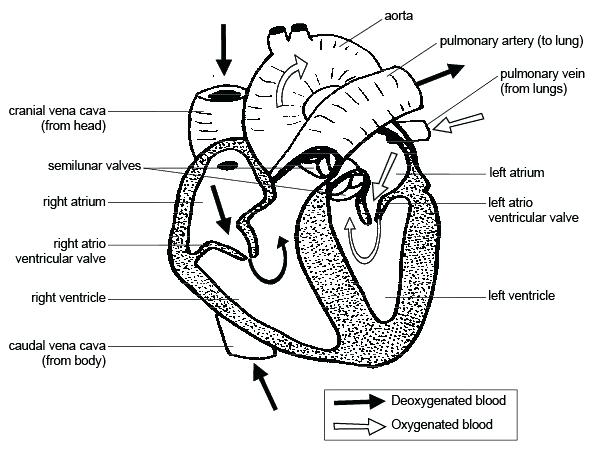 Drawing Of Heart With Labels at PaintingValley.com | Explore collection ...