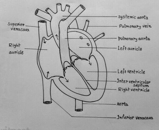602x492 Draw A Diagram Of The Front View Of Human Heart And Label Any Six - Drawing Of Heart With Labels