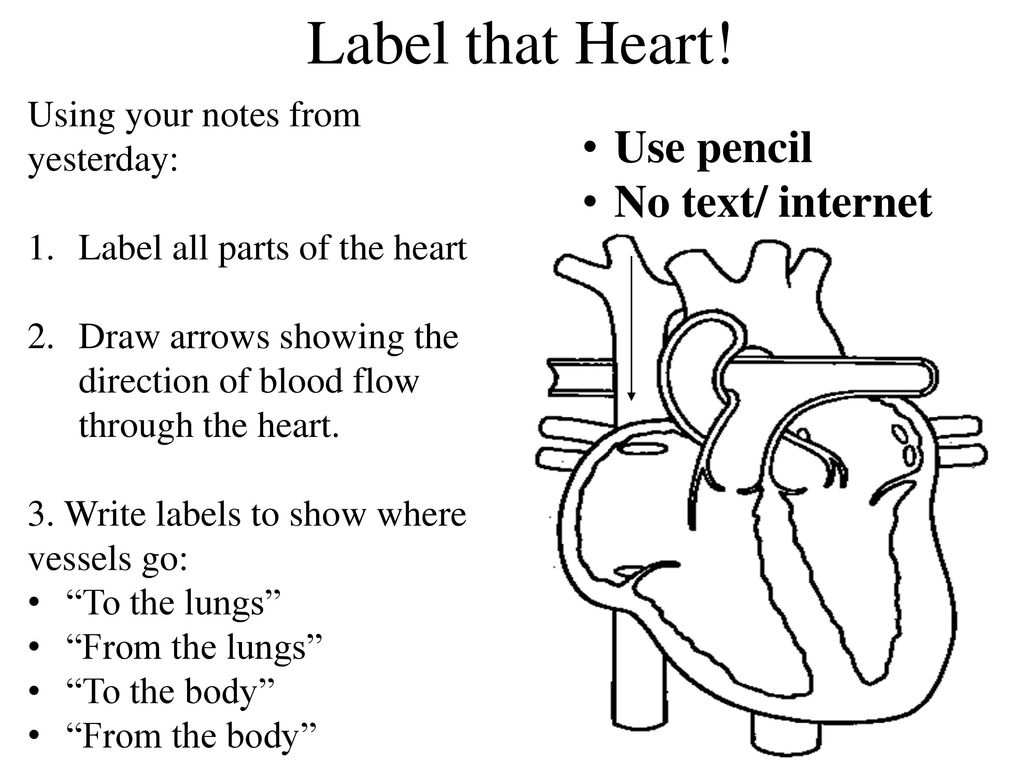 1024x768 Get Out Clinical App For Signature - Drawing Of Heart With Labels
