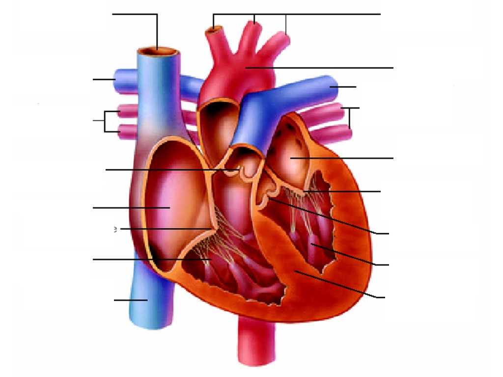 1024x768 heart diagram unlabeled - Drawing Of Heart With Labels