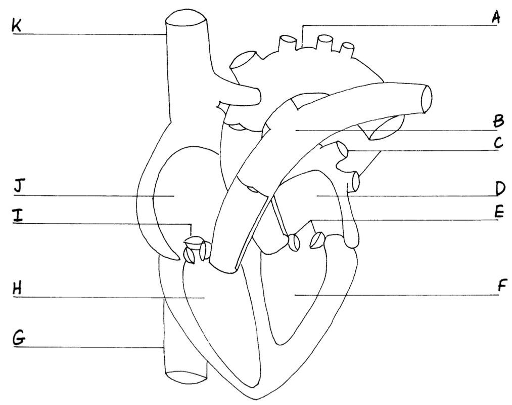 Drawing Of Heart With Labels at PaintingValley.com ...
