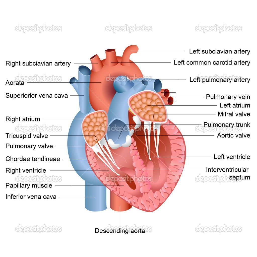 1024x1024 Huge Collection Of 'heart And Labels Drawing' Download More Than - Drawing Of Heart With Labels