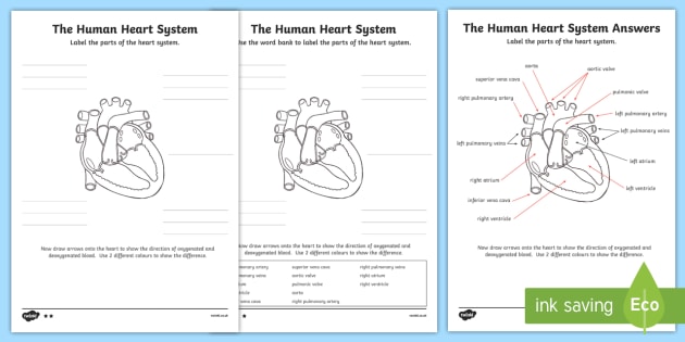 630x315 the human heart cardiovascular system labelling worksheet worksheet - Drawing Of Heart With Labels