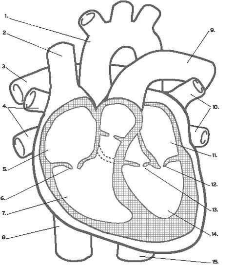 480x544 Circulatory System Worksheet Without Labels - Drawing Of Heart With Labels
