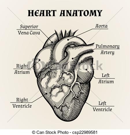 Drawing Of Heart With Labels at PaintingValley.com | Explore collection ...