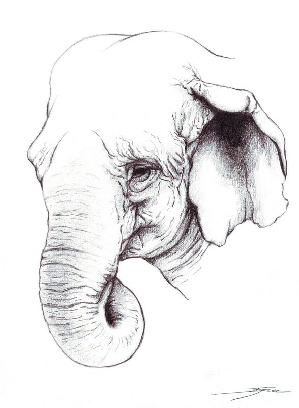 588x800 hindu elephant drawing elephant indian drawing indian elephant - Drawing Of Indian Elephant