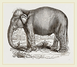 300x260 Indian Elephant Drawing - Drawing Of Indian Elephant