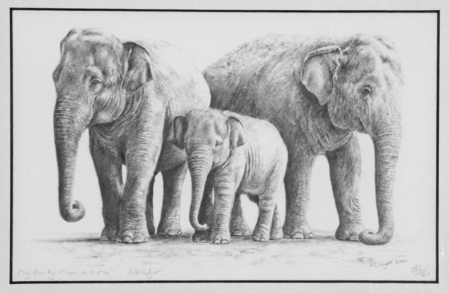 920x600 my aunty, mum and me indian - Drawing Of Indian Elephant